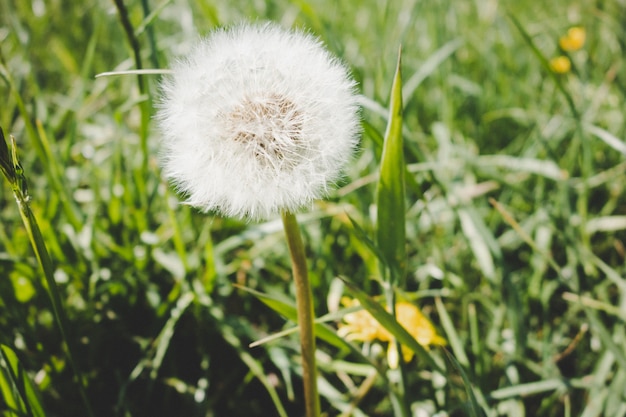 Amazing closeup shot of a beautiful dandelion