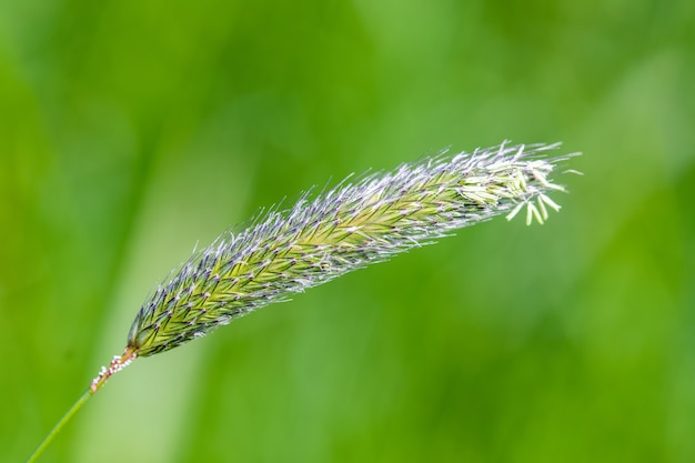 Amazing closeup shot of a beautiful plant