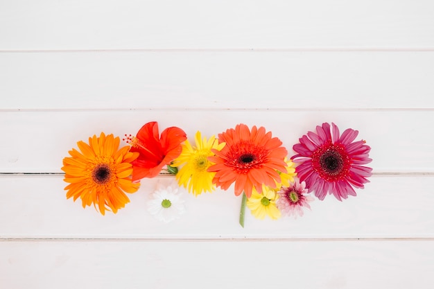 Free photo amazing colorful flowers composed in row