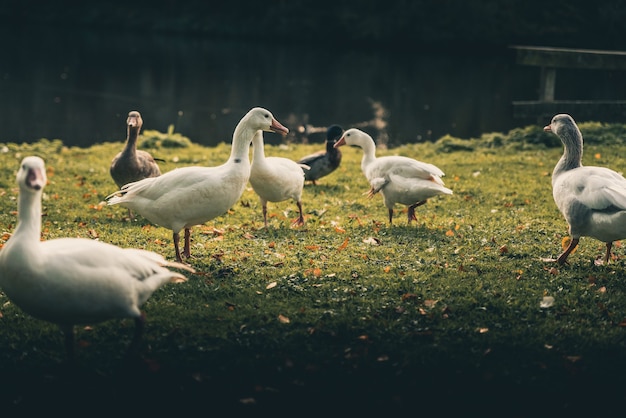 Amazing ducks around  a lake
