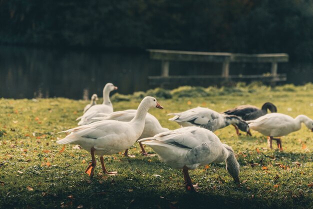 Amazing ducks around  a lake