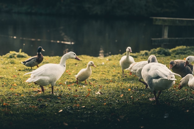 Amazing ducks around  a lake