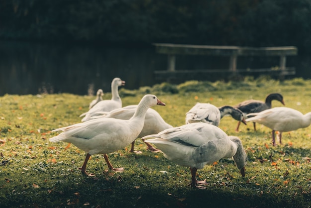 Amazing ducks around  a lake