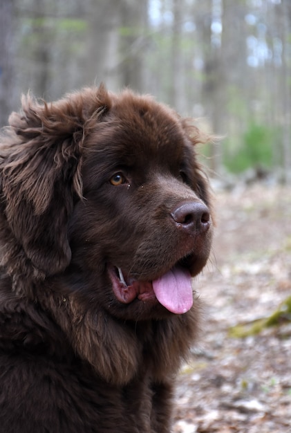 毛皮のような茶色のニューファンドランド犬の驚くべきふわふわのプロファイル