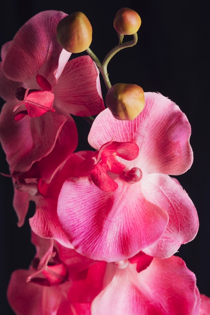 小枝に素晴らしい新鮮なピンクの花