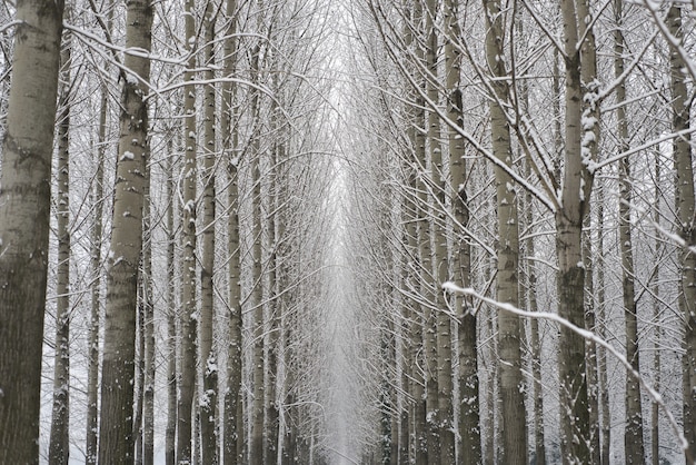 나무가 많은 겨울 숲의 놀라운 낮은 각도 샷