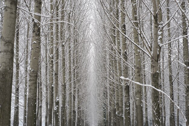 Amazing low angle shot of winter forest with lots of trees