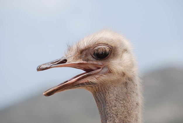 Free photo amazing ostrich with his beak open making lots of noise.