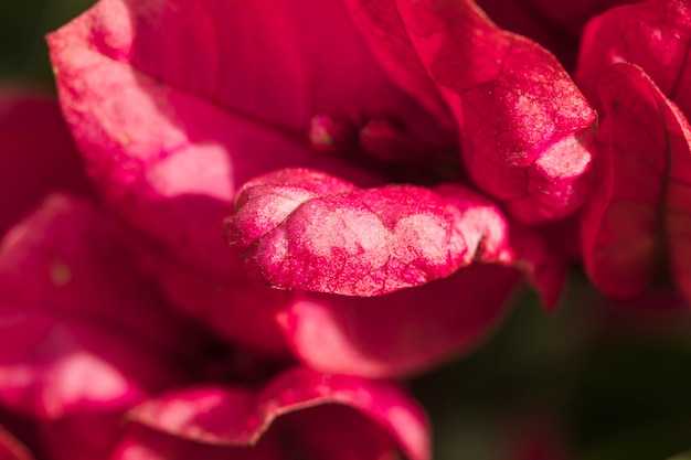 Amazing pink fresh petals of flower