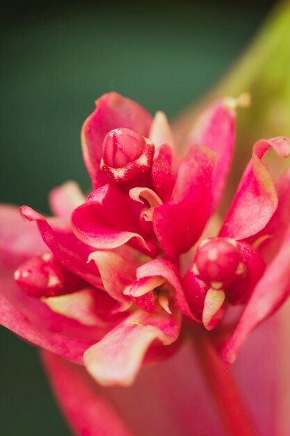 놀라운 분홍색 신선한 열대 꽃