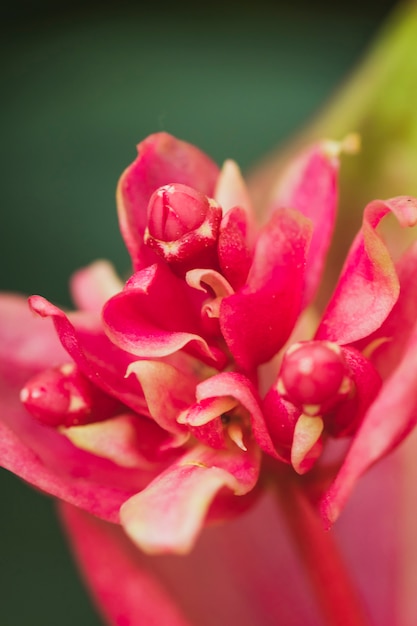 Удивительный розовый свежий тропический цветок