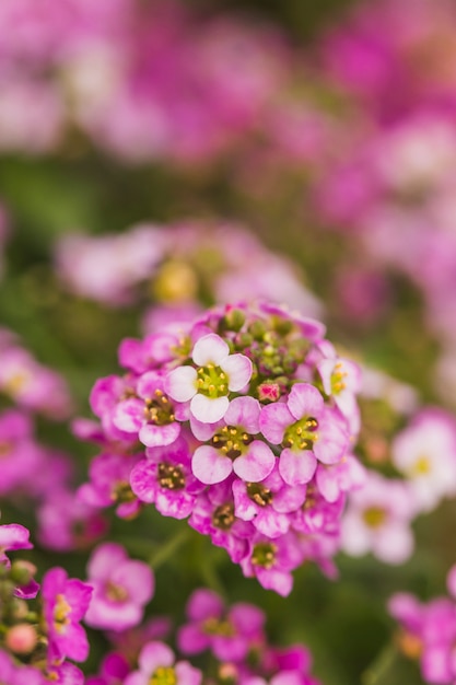 Amazing pink fresh wild blooms