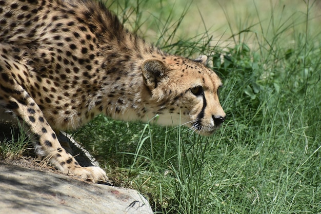 Удивительный профиль красивой кошки гепарда в приседе.