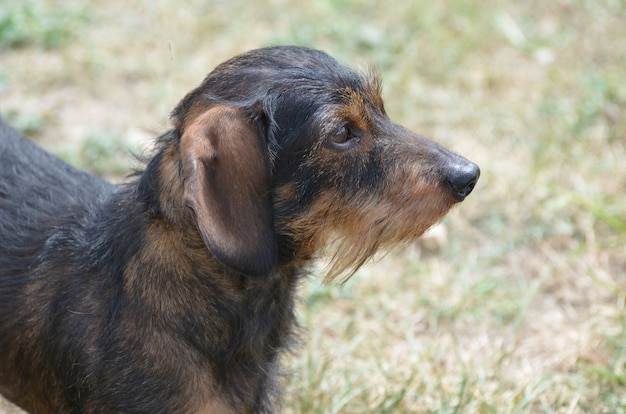 かわいいワイヤーヘアのダックスフント犬の素晴らしいプロフィール。