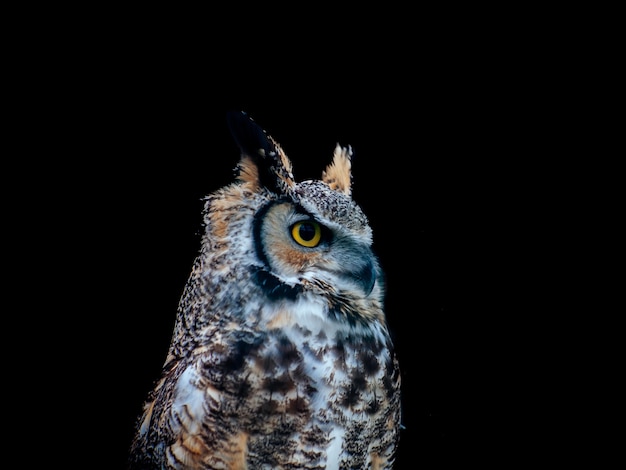 Amazing shot of a beautiful owl isolated on a black distance