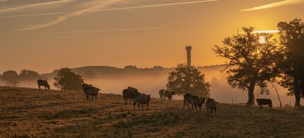Amazing shot of a farmland with cows on a sunset
