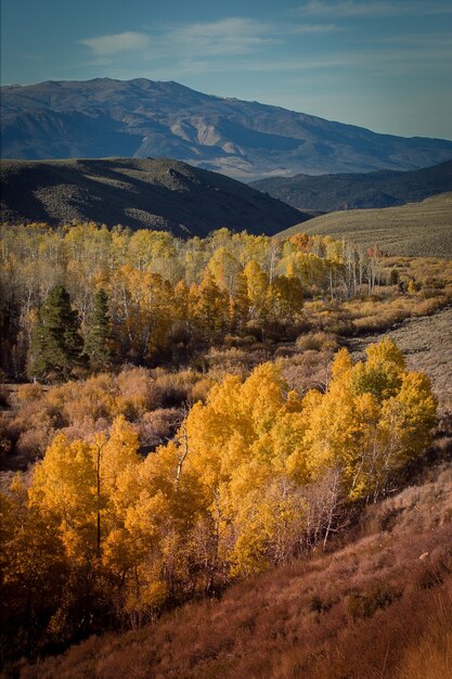 Amazing shot of yellow-leaved trees on the hillside