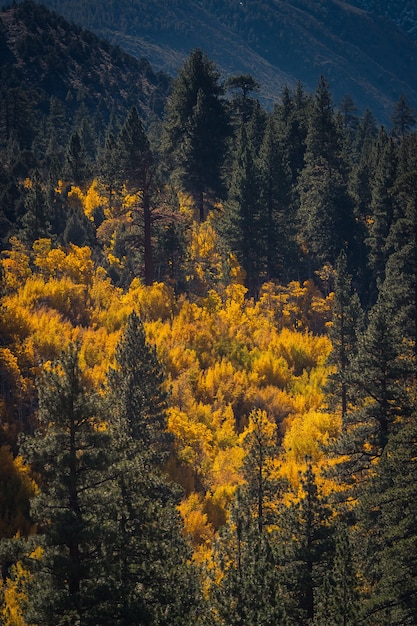 Amazing shot of yellow-leaved trees and pines under the sunlight