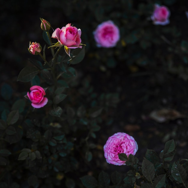 Amazing shrub with roses