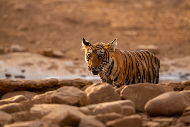 Удивительный тигр в естественной среде обитания. поза тигра во время золотого света. сцена дикой природы с опасным животным. жаркое лето в индии. сухая местность с красивым индийским тигром