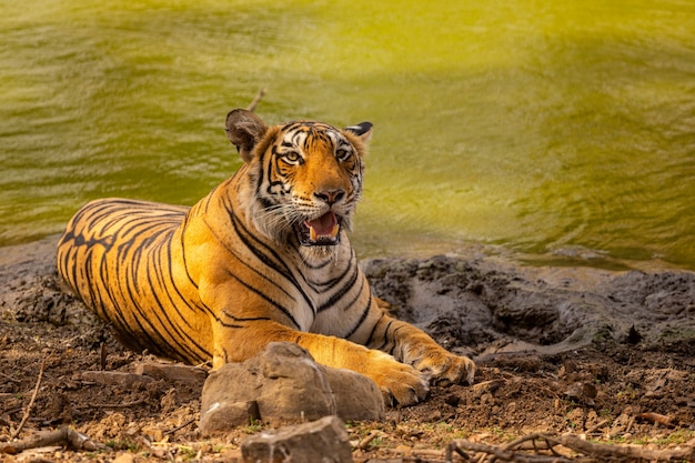 Free photo amazing tiger in the nature habitat. tiger pose during the golden light time. wildlife scene with danger animal. hot summer in india. dry area with beautiful indian tiger