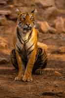 Free photo amazing tiger in the nature habitat. tiger pose during the golden light time. wildlife scene with danger animal. hot summer in india. dry area with beautiful indian tiger