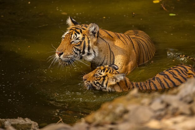 自然の生息地で素晴らしいトラ。黄金の光の時間の間に虎のポーズ。危険な動物との野生動物のシーン。インドの暑い夏。美しいインドの虎のいる乾燥した地域