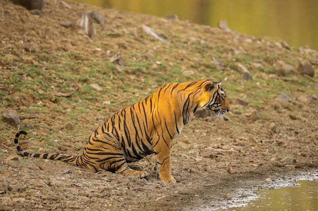 Amazing tiger in the nature habitat. Tiger pose during the golden light time. Wildlife scene with danger animal. Hot summer in India. Dry area with beautiful indian tiger