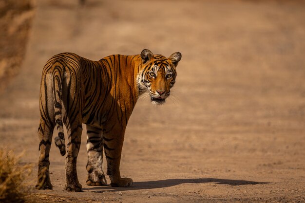 Amazing tiger in the nature habitat. Tiger pose during the golden light time. Wildlife scene with danger animal. Hot summer in India. Dry area with beautiful indian tiger