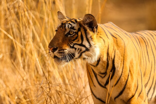 자연 서식지에서 놀라운 호랑이. 황금 빛 시간 동안 호랑이 포즈. 위험 동물과 함께 야생 동물 장면입니다. 인도의 더운 여름. 아름다운 인도 호랑이가 있는 건조한 지역