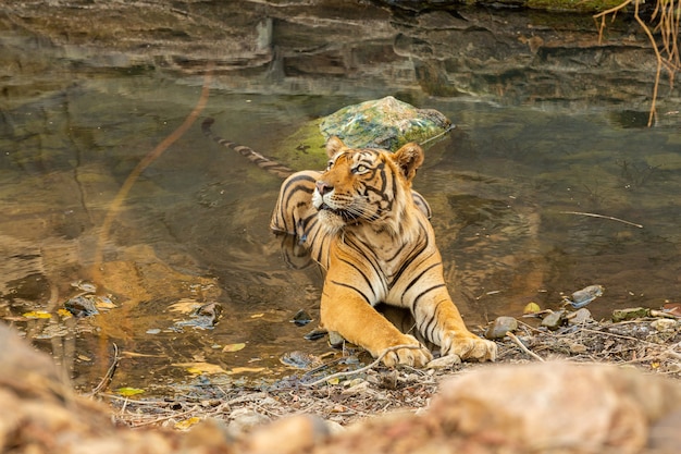 自然の生息地で素晴らしいトラ。黄金の光の時間の間に虎のポーズ。危険な動物との野生動物のシーン。インドの暑い夏。美しいインドの虎のいる乾燥した地域