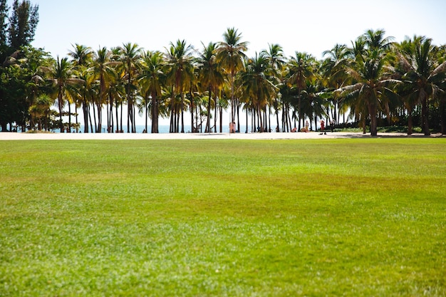 Удивительный тропический пляж с пальмами и травой