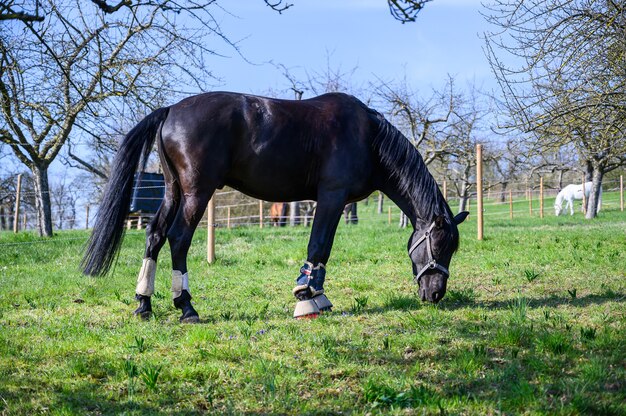 Удивительный вид красивой черной лошади, поедающей траву