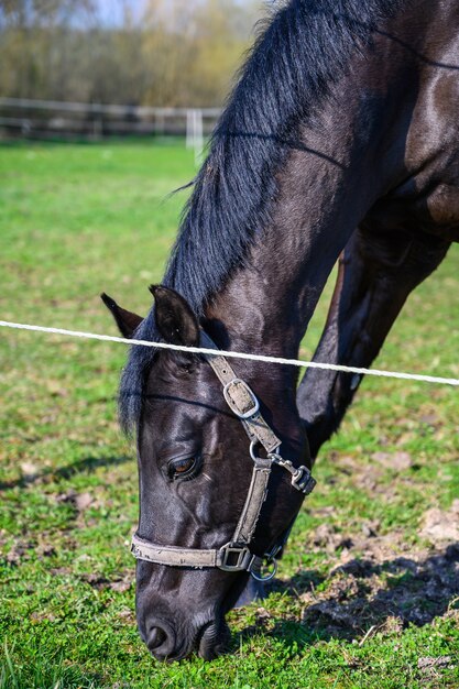 Amazing view of a beautiful black horse eating a grass