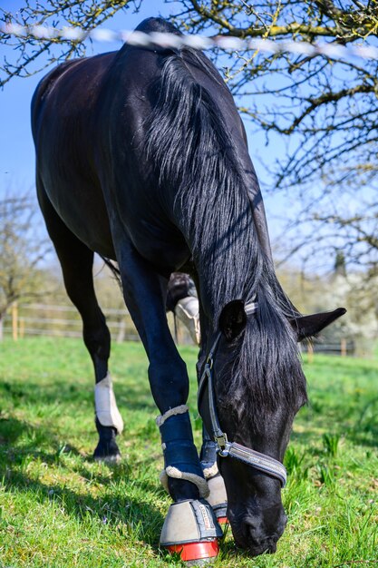 草を食べる美しい黒い馬の素晴らしい景色