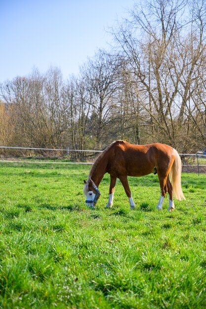 Amazing view of a beautiful brown horse eating a grass