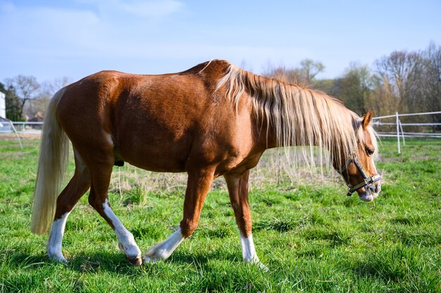 Удивительный вид красивой коричневой лошади, идущей по траве