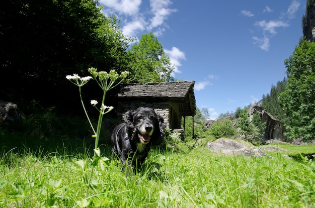 Удивительный вид черного щенка, бегущего посреди поля в окружении деревьев
