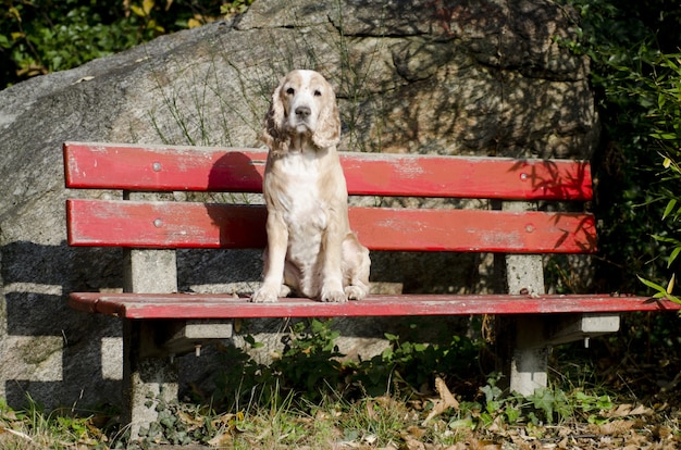 赤いベンチに座っている穏やかな子犬の素晴らしい景色