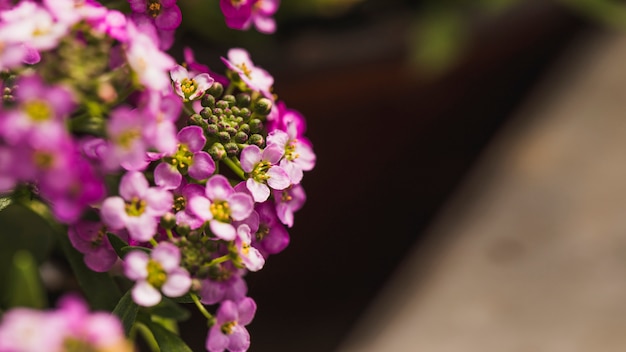 すてきなバイオレットの新鮮な野生の花