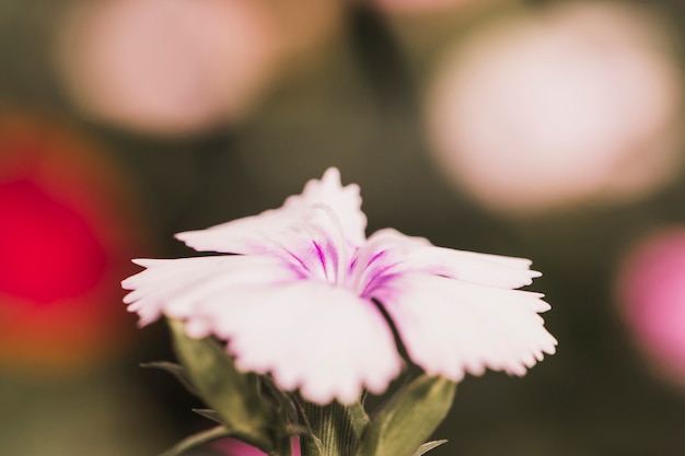 Amazing white fresh flower