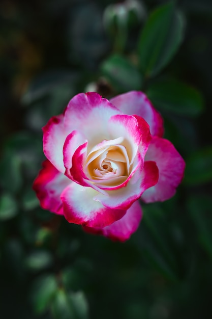 удивительный бело-розовый цветок розы