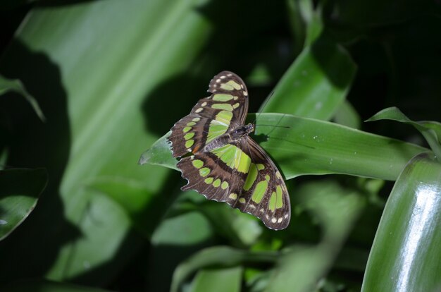 自然の中のこのマラカイト蝶の驚くべきウィングスパン