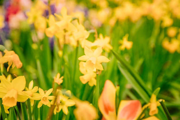 Amazing yellow daffodils flower field in the morning sunlight