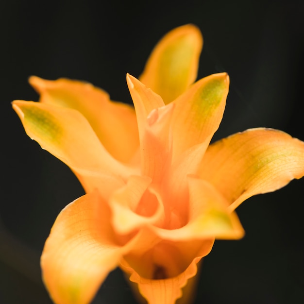 Бесплатное фото Удивительный желтый свежий тропический цветок