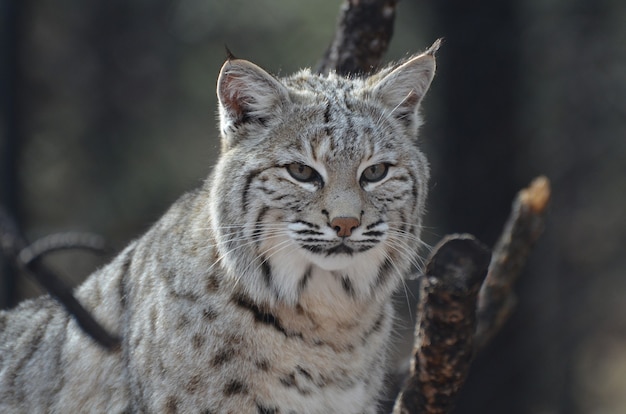 Amazingly alert face of a Canadian lynx in the wilderness.