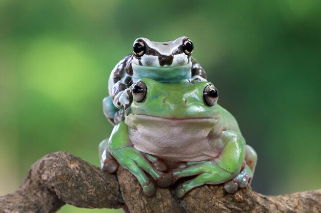 Amazon milk frog on boady Litoria caerulea tree frog