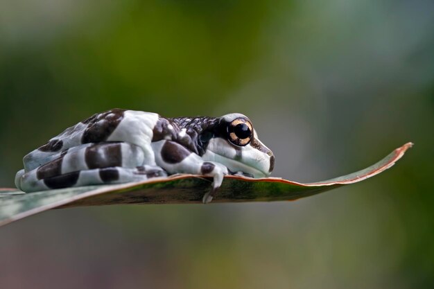 아마존 우유 개구리 분기 2 아마존 우유 개구리 팬더 청개구리 근접 촬영 청개구리
