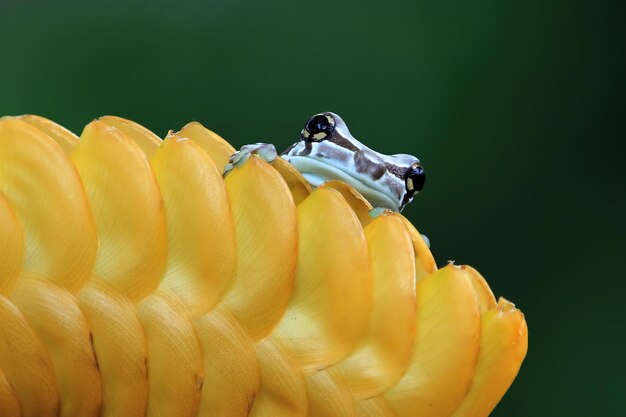 緑の葉のアマゾンミルクカエル動物のクローズアップパンダクマアマガエル