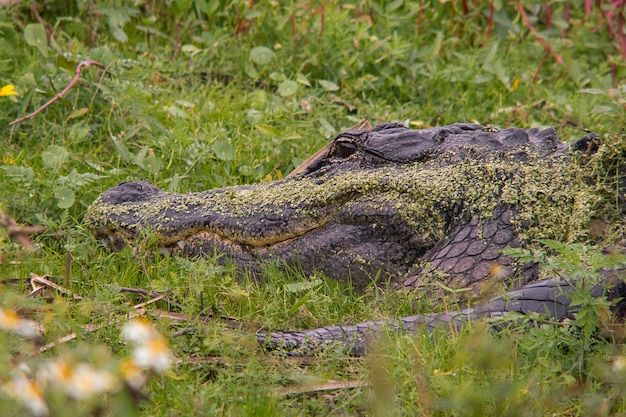 American alligator in a grassy field in a jungle
